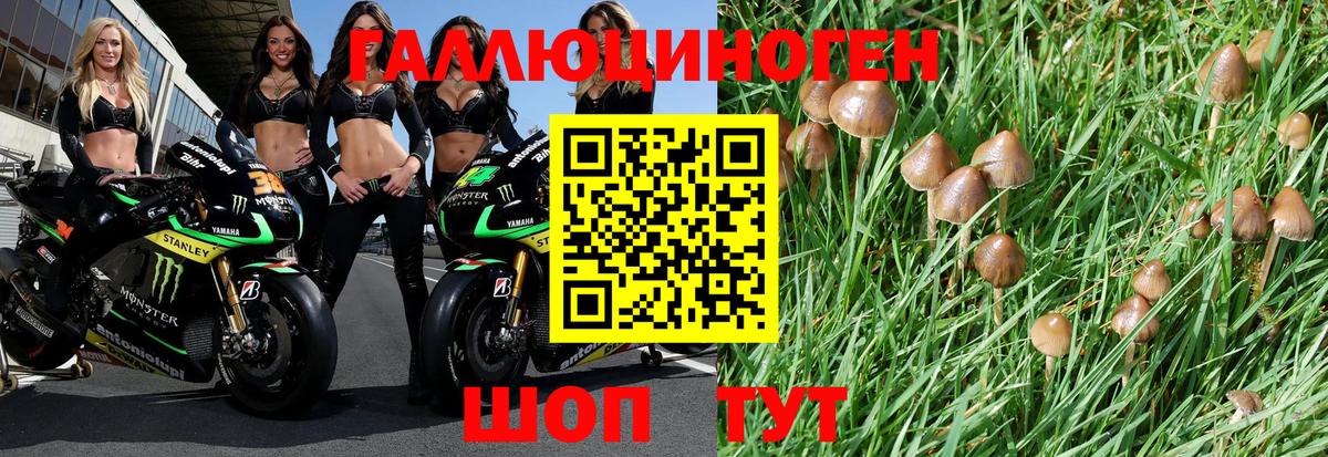 Наро-Фоминск  Псилоцибиновые грибы Psilocybe  Вход с VPN  Галлюциногенные грибы Psilocybe 